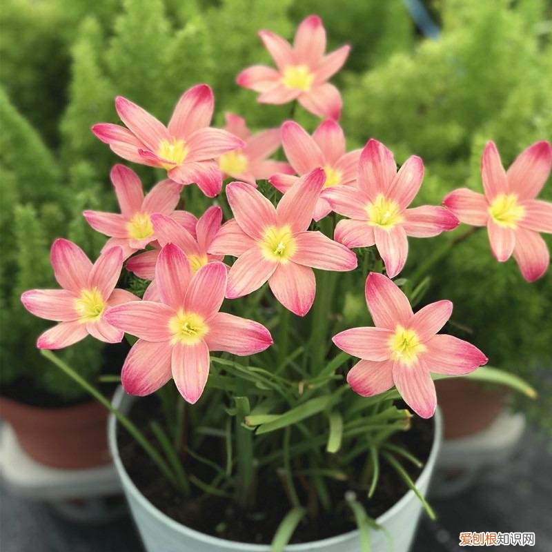 常年开花的阳台盆栽植物图片,养花新手“入门之作”,开花美极了,经常开花,阳台“大放光彩”