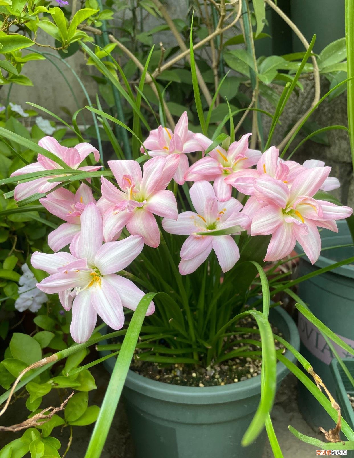 常年开花的阳台盆栽植物图片,养花新手“入门之作”,开花美极了,经常开花,阳台“大放光彩”