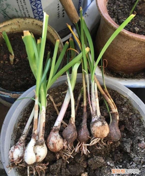 常年开花的阳台盆栽植物图片,养花新手“入门之作”,开花美极了,经常开花,阳台“大放光彩”