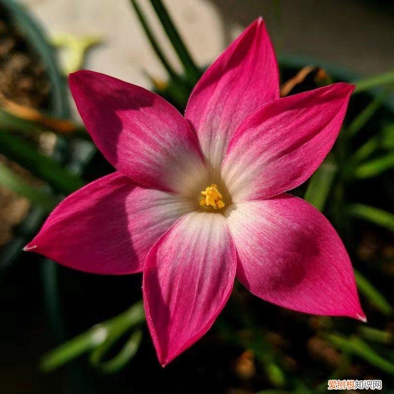 常年开花的阳台盆栽植物图片,养花新手“入门之作”,开花美极了,经常开花,阳台“大放光彩”