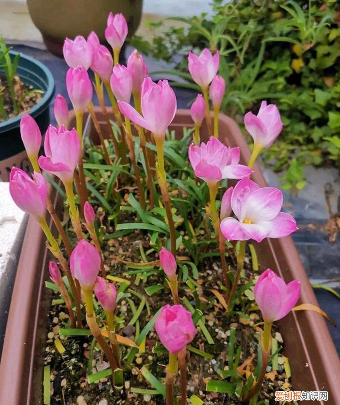 常年开花的阳台盆栽植物图片,养花新手“入门之作”,开花美极了,经常开花,阳台“大放光彩”