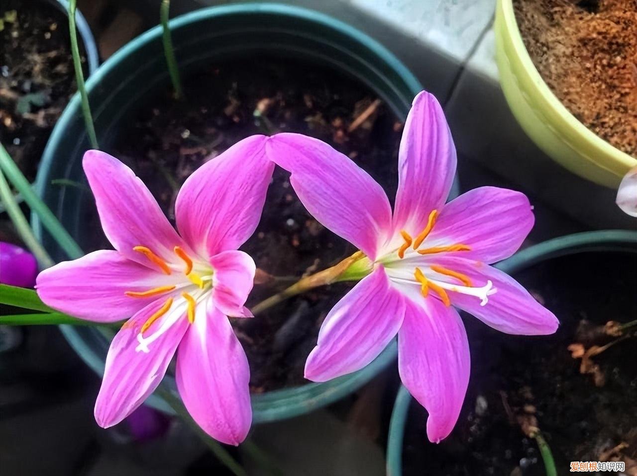 常年开花的阳台盆栽植物图片,养花新手“入门之作”,开花美极了,经常开花,阳台“大放光彩”