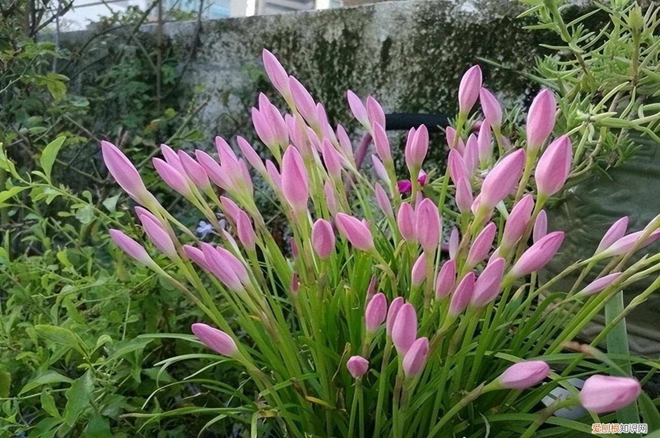 常年开花的阳台盆栽植物图片,养花新手“入门之作”,开花美极了,经常开花,阳台“大放光彩”