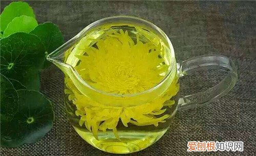 黄菊花的功效与作用黄菊花和白菊花哪个更好