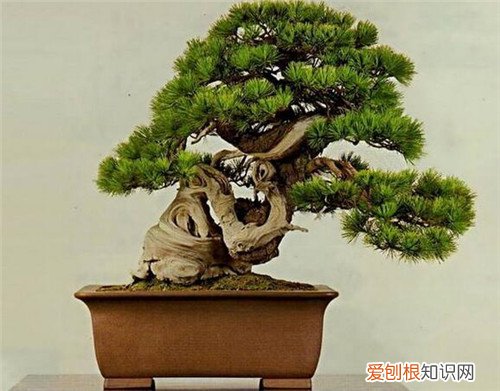 松柏盆景如何养护松柏盆景养护技巧有哪些