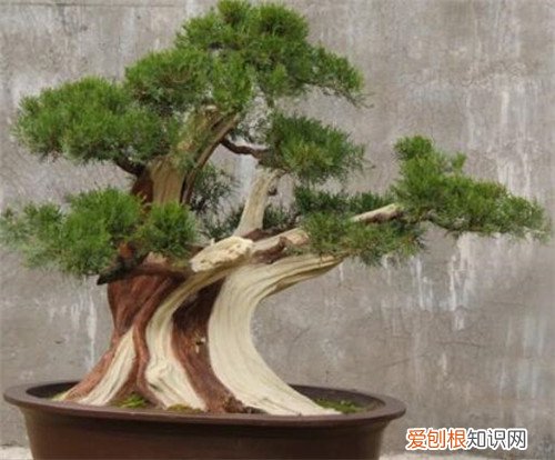 松柏盆景如何养护松柏盆景养护技巧有哪些