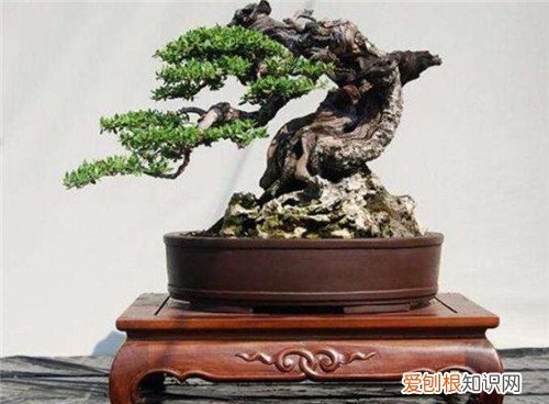 松柏盆景如何养护松柏盆景养护技巧有哪些