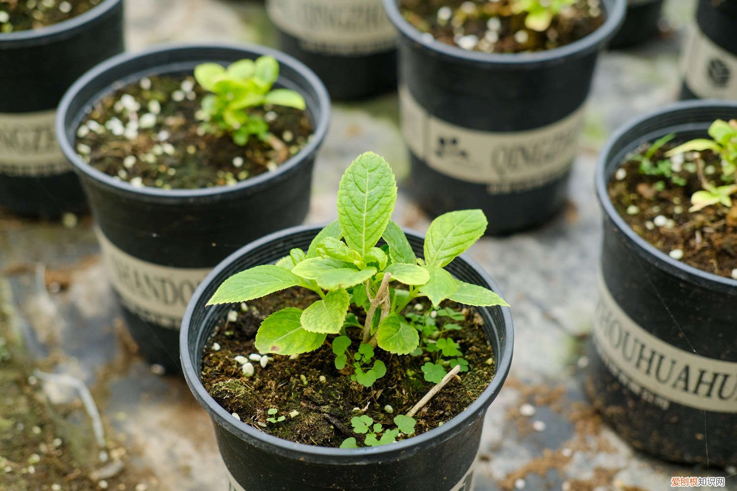 绣球花扦插方法和时间绣球花的风水禁忌 绣球花扦插方法和时间