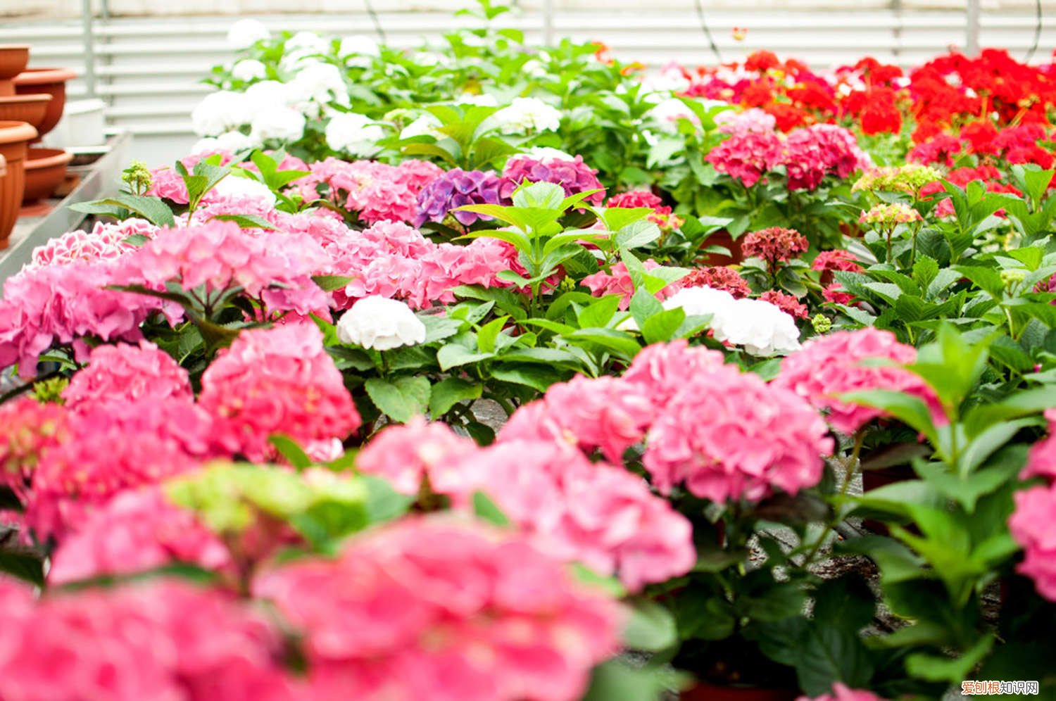 绣球花扦插方法和时间绣球花的风水禁忌 绣球花扦插方法和时间