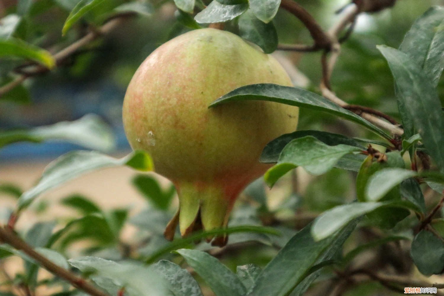 石榴枝干全剪光了还能发芽吗 “石榴”树枝剪1刀,15天就生根,长大后结的果子吃不完