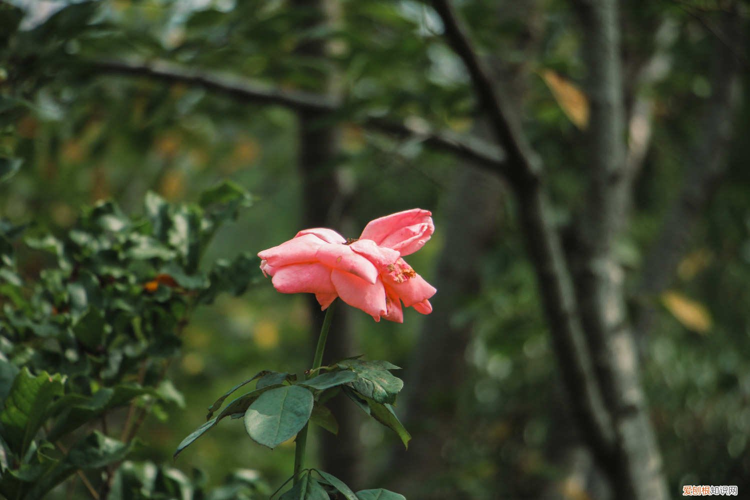 月季能用水泡出根吗 “月季”泡在水里，1个月就生根，开的花赛过红玫瑰