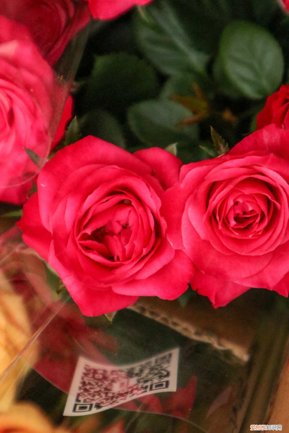 月季能用水泡出根吗 “月季”泡在水里，1个月就生根，开的花赛过红玫瑰