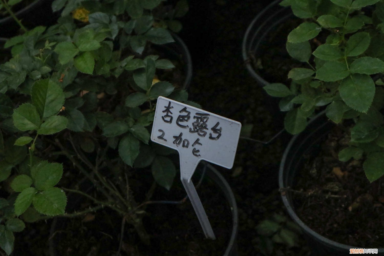 月季能用水泡出根吗 “月季”泡在水里，1个月就生根，开的花赛过红玫瑰