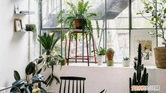 养花为什么要换水 这3种植株试着用“水”养，不换“花盆”照样呼呼长！