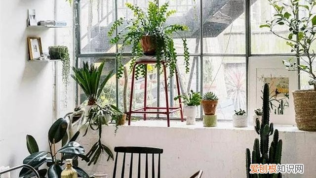 养花为什么要换水 这3种植株试着用“水”养，不换“花盆”照样呼呼长！