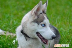 哈士奇耳朵塌是怎么回事 哈士奇耳朵塌的原因