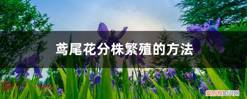 鸢尾花怎么分株 鸢尾花分株繁殖的方法，什么时间分株