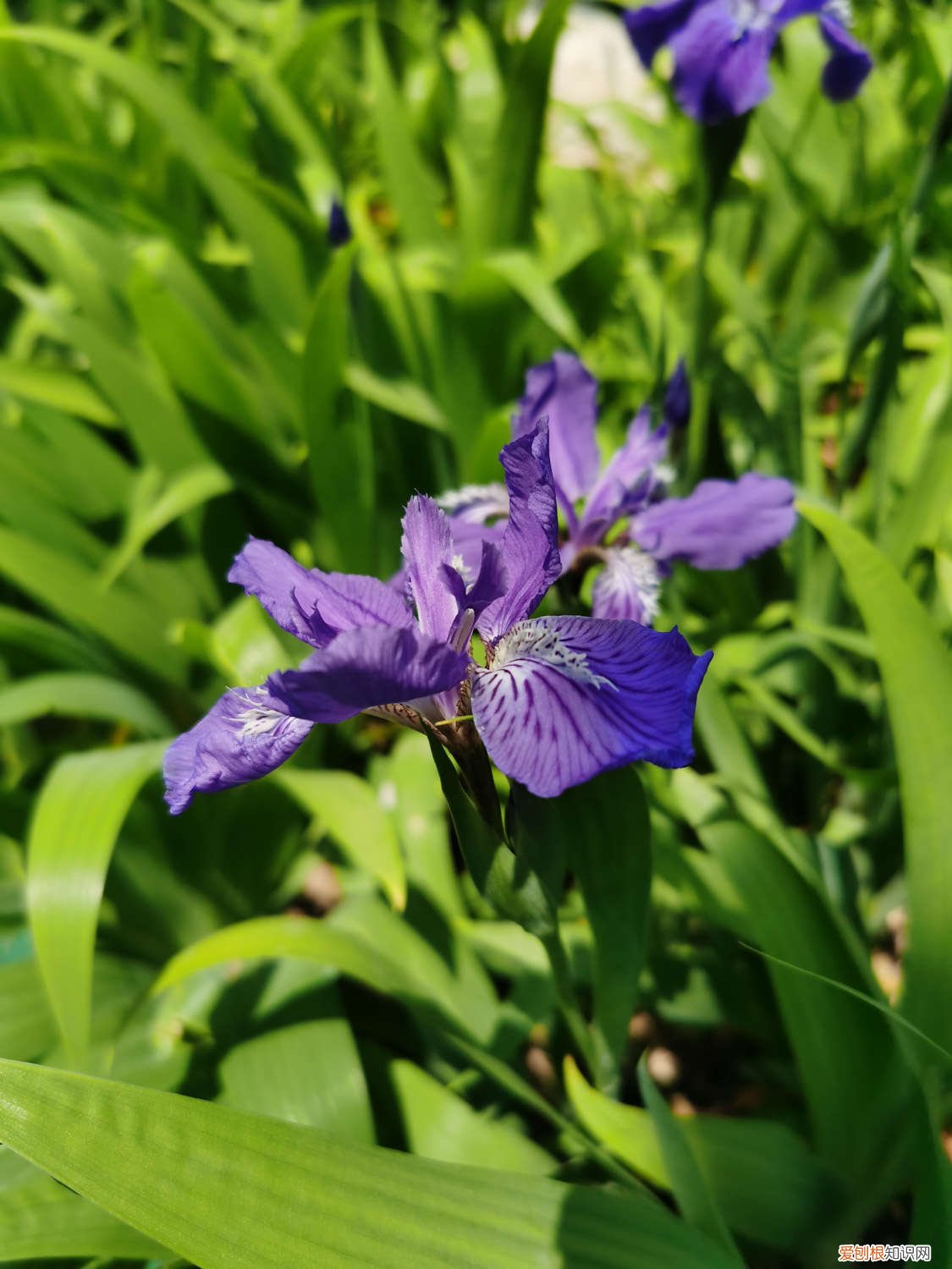 鸢尾花适合室内养吗 鸢尾花的养护方法，适合北方养吗