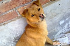 土狗为什么被禁养 土狗被禁养的原因