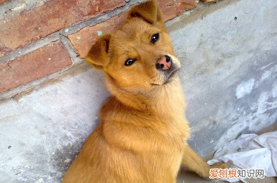 土狗为什么被禁养 土狗被禁养的原因