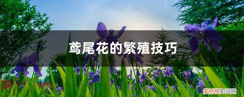 鸢尾花繁殖方式 鸢尾花的繁殖技巧，哪种更常用