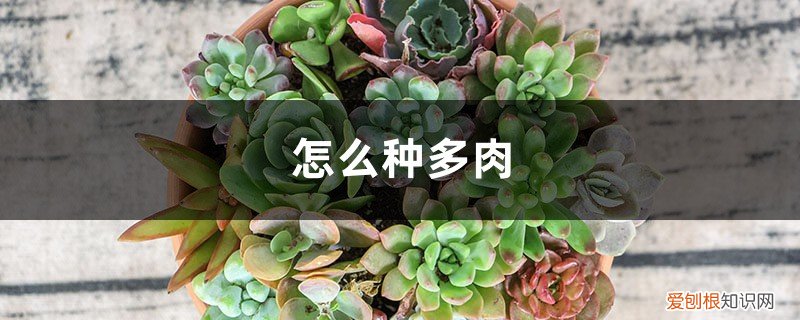 怎么种多肉叶片 怎么种多肉