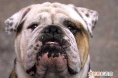 英国斗牛犬几个月爆头 英国斗牛犬7个月爆头