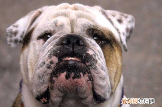 英国斗牛犬几个月爆头 英国斗牛犬7个月爆头