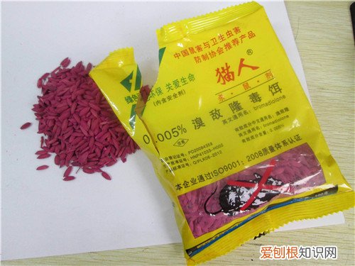 捉老鼠最有效又简单的方法怎么捉老鼠更好