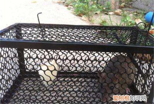 捉老鼠最有效又简单的方法怎么捉老鼠更好