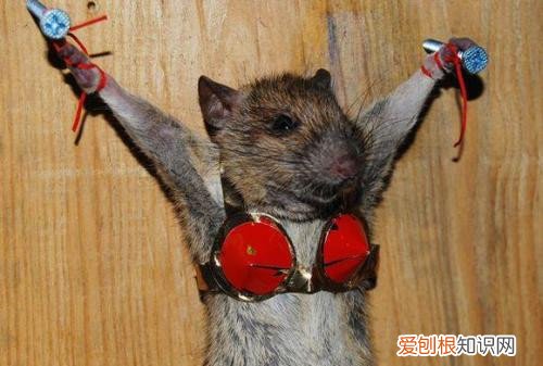 捉老鼠最有效又简单的方法怎么捉老鼠更好