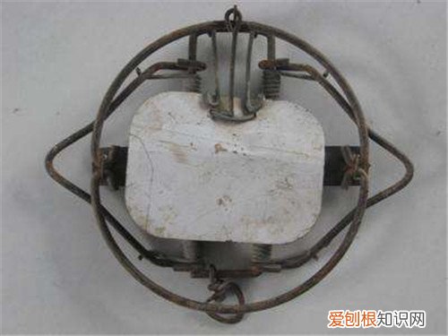 捉老鼠最有效又简单的方法怎么捉老鼠更好