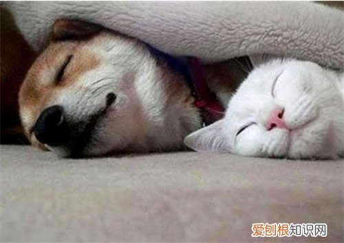 捉老鼠最有效又简单的方法怎么捉老鼠更好