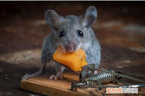 捉老鼠最有效又简单的方法怎么捉老鼠更好