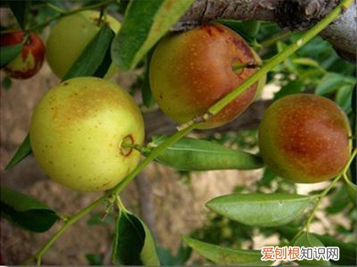 黄骅冬枣好不好冬枣什么品种好吃