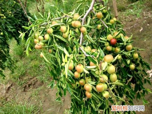 黄骅冬枣好不好冬枣什么品种好吃