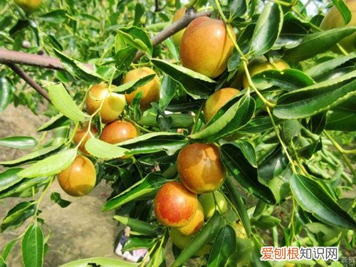 黄骅冬枣好不好冬枣什么品种好吃