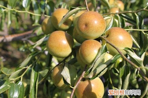 黄骅冬枣好不好冬枣什么品种好吃