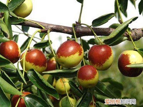 黄骅冬枣好不好冬枣什么品种好吃