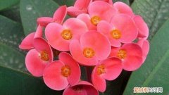 与虎刺梅相似的花卉 “虎刺梅”可真不一样，专门在冬天开花，开得比牡丹还好看