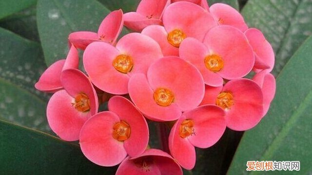 与虎刺梅相似的花卉 “虎刺梅”可真不一样，专门在冬天开花，开得比牡丹还好看