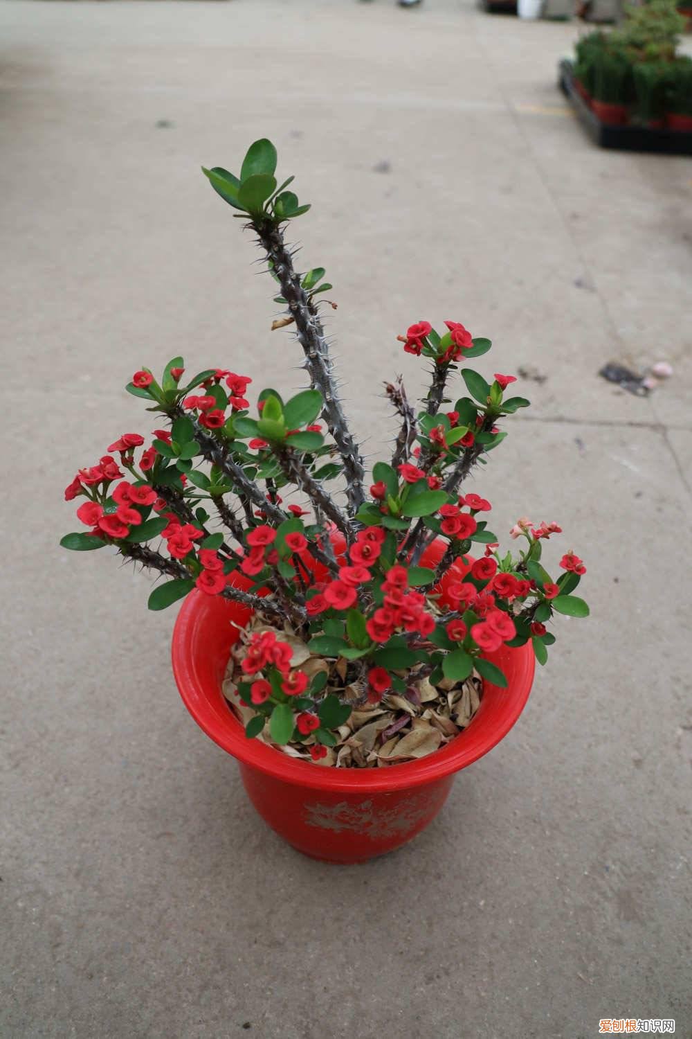 与虎刺梅相似的花卉 “虎刺梅”可真不一样，专门在冬天开花，开得比牡丹还好看