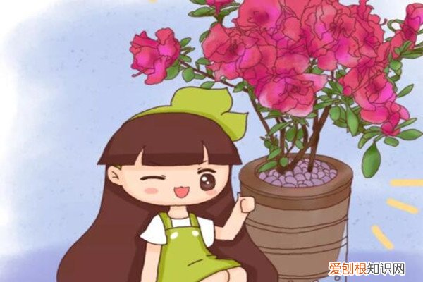 100个花苞剪掉90个,老婆想要锤死他,1个月后乐开了花!