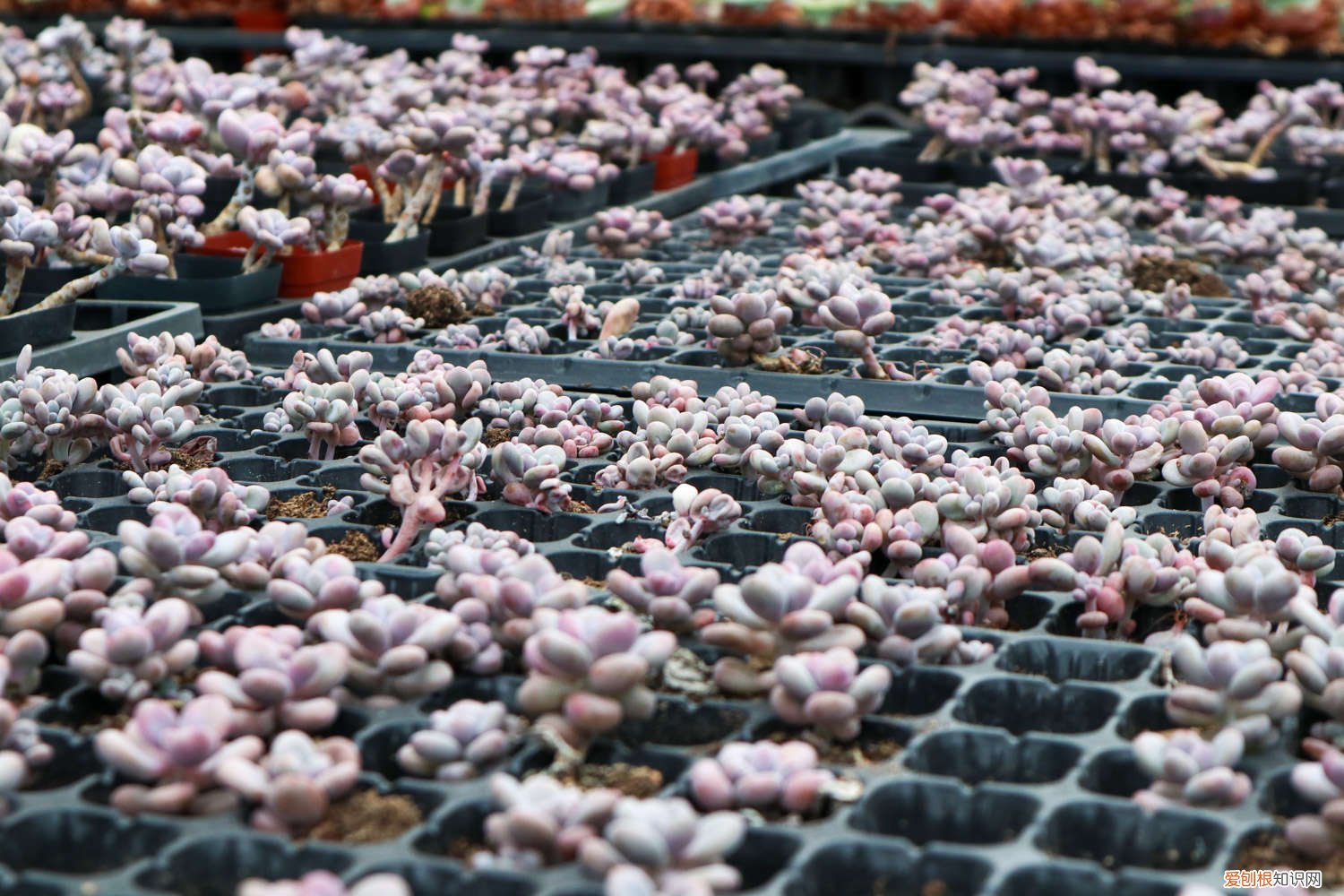 鸽子蛋长胖吗 桃蛋胖成鸽子蛋，竟是浇了这种水，肥料钱全省了！