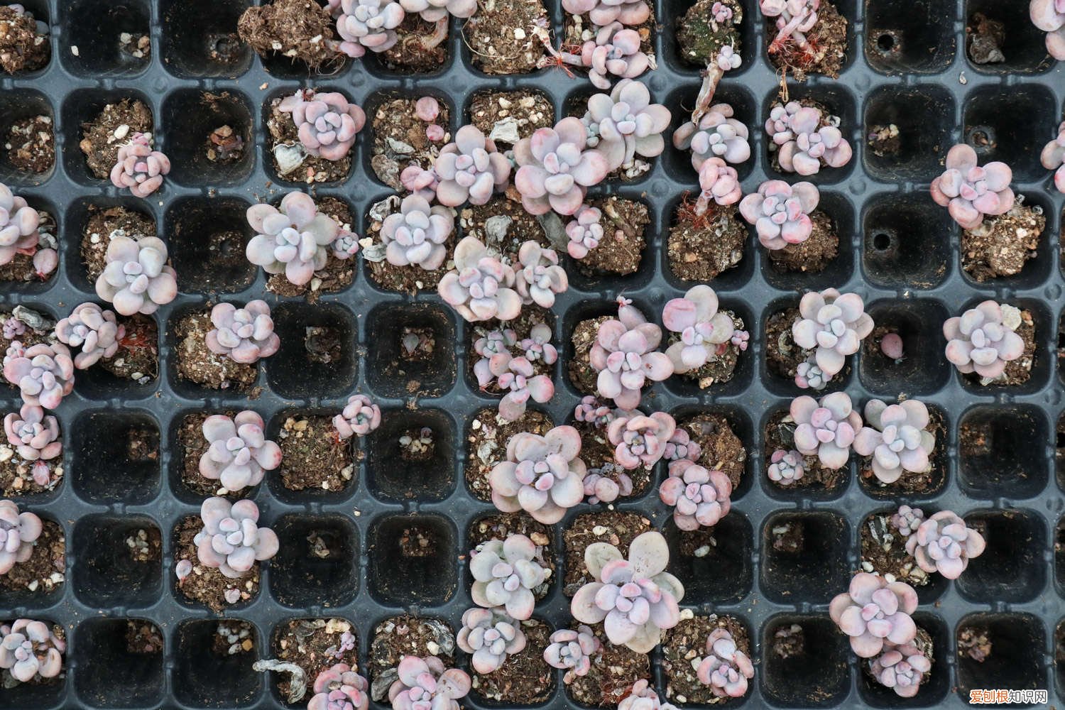 鸽子蛋长胖吗 桃蛋胖成鸽子蛋，竟是浇了这种水，肥料钱全省了！