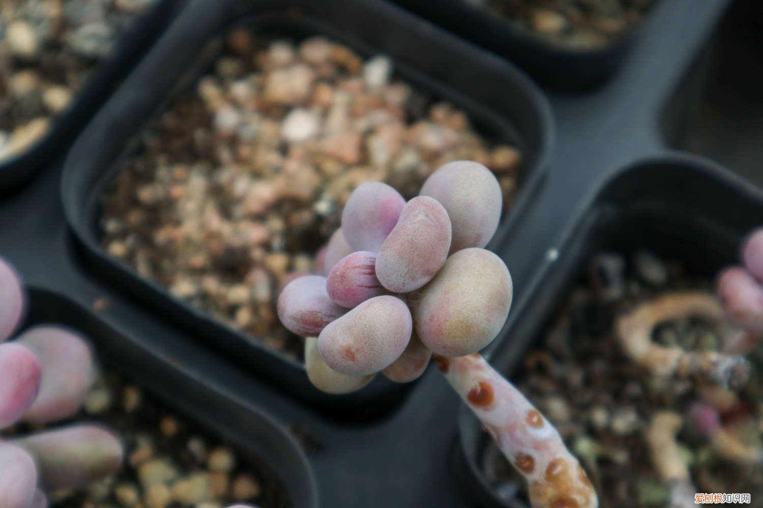 鸽子蛋长胖吗 桃蛋胖成鸽子蛋，竟是浇了这种水，肥料钱全省了！