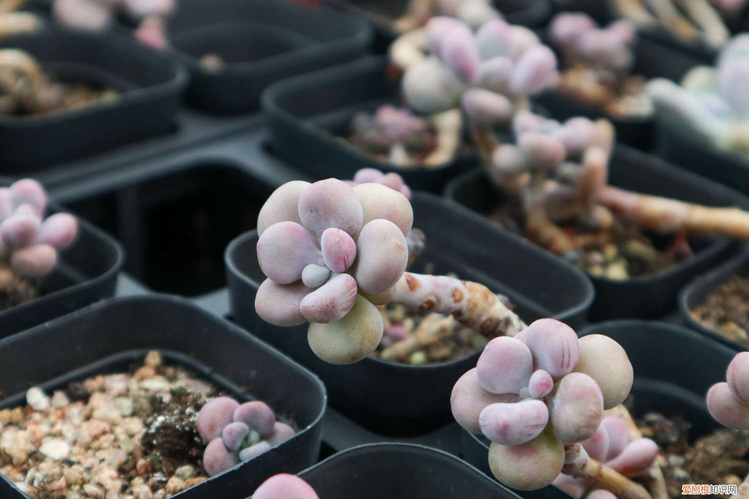 鸽子蛋长胖吗 桃蛋胖成鸽子蛋，竟是浇了这种水，肥料钱全省了！