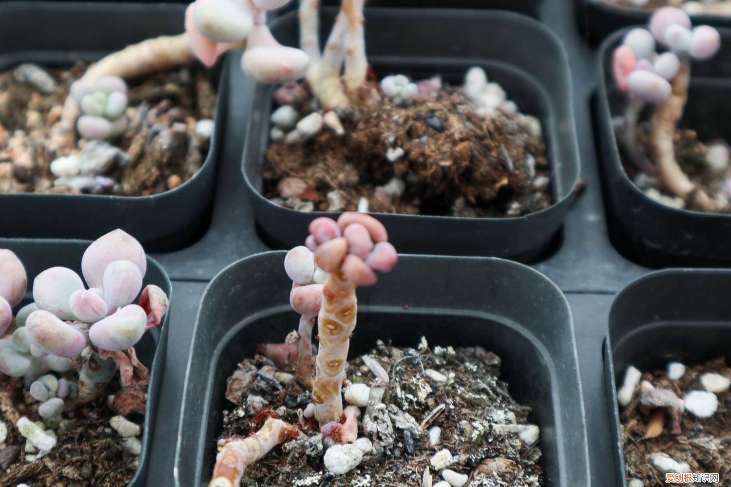 鸽子蛋长胖吗 桃蛋胖成鸽子蛋，竟是浇了这种水，肥料钱全省了！