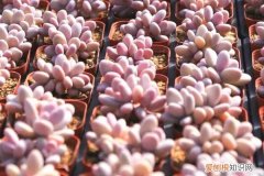 鸽子蛋长胖吗 桃蛋胖成鸽子蛋，竟是浇了这种水，肥料钱全省了！