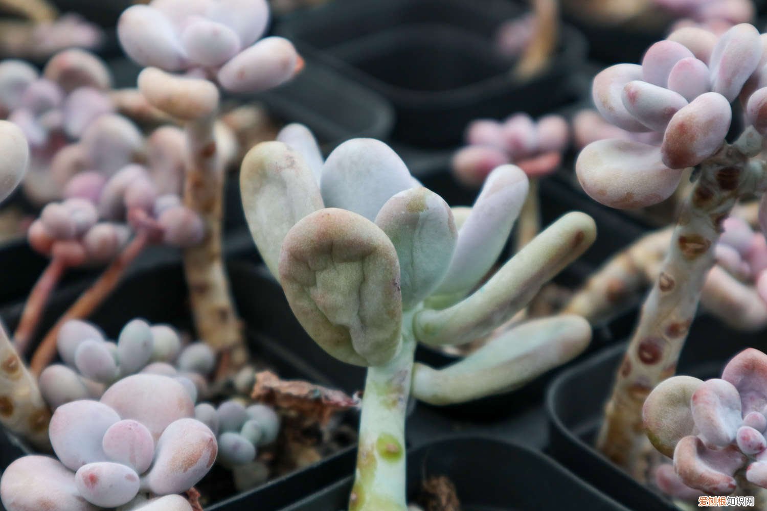 鸽子蛋长胖吗 桃蛋胖成鸽子蛋，竟是浇了这种水，肥料钱全省了！